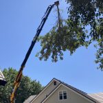 Tree Trimming with Knuckle-boom crane