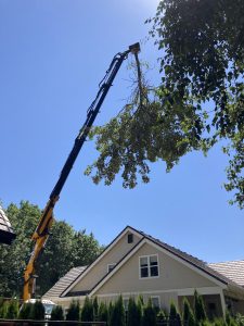 Tree Trimming with Knuckle-boom crane