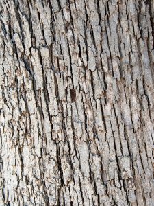 Fir Bark Closeup